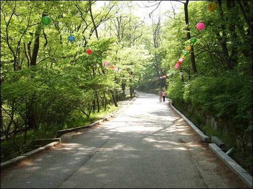 동학사 입구길 양편에 걸린 연등 